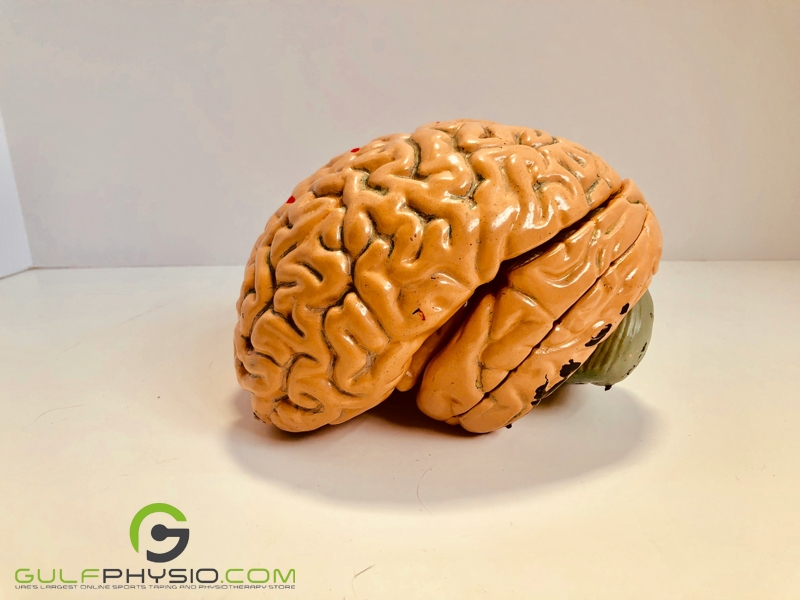 A plastic 3D model of the human brain.