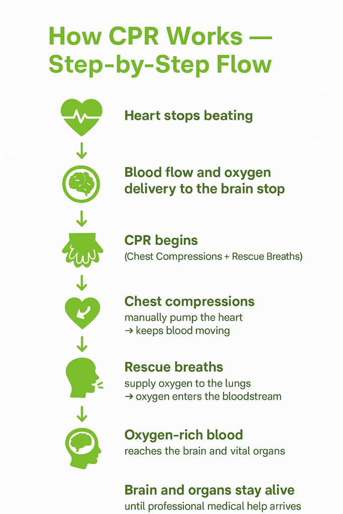 A detailed guide on how CPR works.