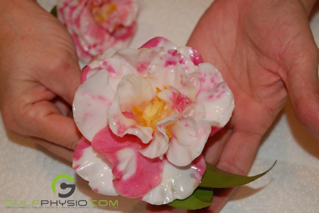 A pink and white flower, freshly dipped in paraffin wax, in a person's open hands