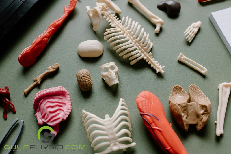 Miniature models of the human organs scattered on a table.