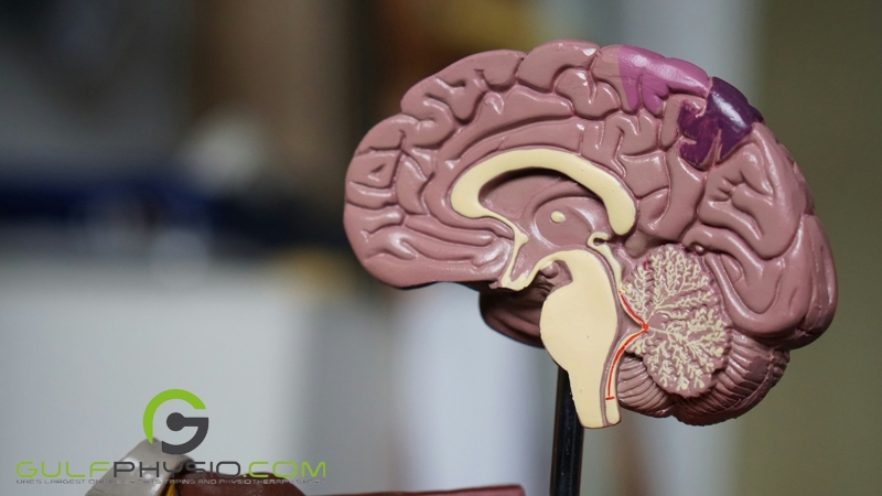  A 3D model of the cross-section of the brain.